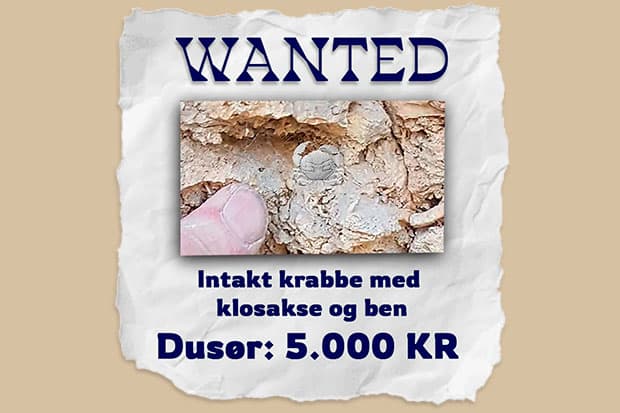 Museum efterlyser sjældent krabbe-fossil – udlover dusør på 5.000 kroner